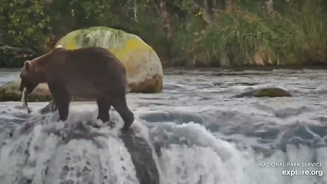 Salmon catch for 907 on the lip of Brooks Falls. Katmai, Alaska. 6 Sept 2025 (explore.org)