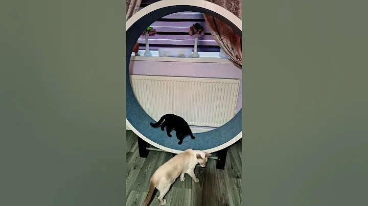 Video 11743861: siamese kitten