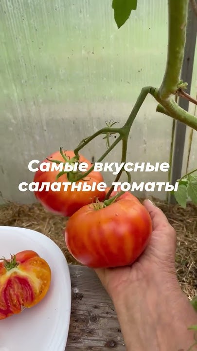 Бурракерские любимцы- самый вкусный салатный томат - YouTube