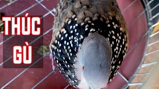 cu gáy  THÚC GÙ /CHIÊU - THÚC GÙ. Tiếng cu gáy thúc gù kích mồi tập bổi, kích bổi ức chế gáy