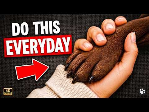 The 5 SECRETS That COMPLETELY Change a Dog’s LIFE