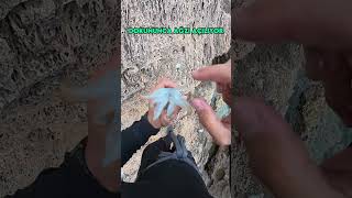 Kalamarın Ağzı Nasıl Görünür Squi̇d Beek