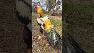 Parrot Nose Long Tail Aseel Fighter Murga