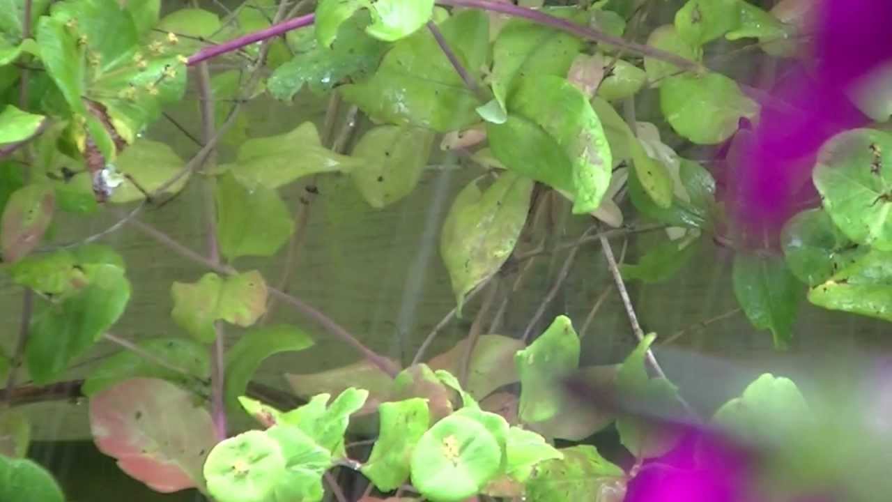 JVC Everio GZ-E205: AutoFocus [Full HD]