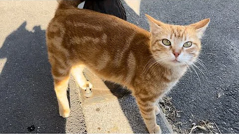 Watch the video about Feeding street cats youtube，hungry street cat looking for food，Incredibly beautiful Cats