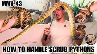How To Handle A Scrub Python & NOT Get Bit With Steven Kush