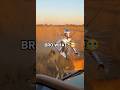 Lion Attacks… Then the Suit Fights Back 😳🦁#shorts #wildlife #lion #crazymoments #viral #nope