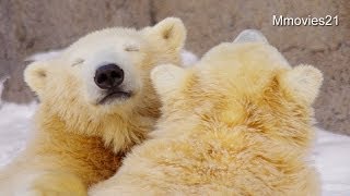 雪掘りに疲れて休む双子のホッキョクグマ~Polar Bear twin cubs