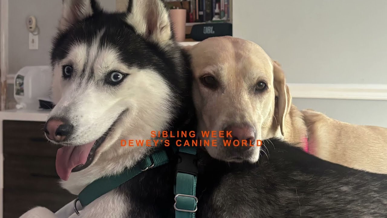 SIBLING WEEK AT DEWEY'S CANINE WORLD