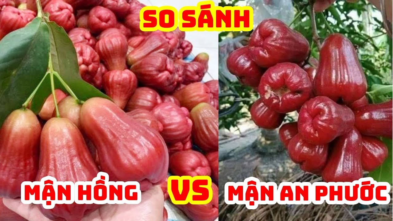 So sánh chất lượng Mận Hồng và Mận An Phước - Loại nào ngon hơn | SIÊU THỊ CÂY GIỐNG WELOFARM