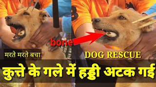 Dog Rescue | kutte ke gale m haddi fass gaye | by dog war tv 349 views 1 year ago 1 minute, 45 seconds