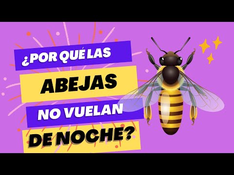 Video: ¿Las avispas volarán de noche?