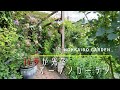 【オープンガーデン】小さな路地の活用が見事。バラが咲き誇る個人庭【ガーデニング】【園芸】