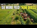 7 Crops That Produce 5X More Livestock Feed Than Grass Per Acre 7 Crops That Produce 5X More Livestock Feed Than Grass Per Acre