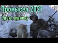 Промысел 2021. КАРАКАТ  не едет по наледи. Сдаю пушнину.