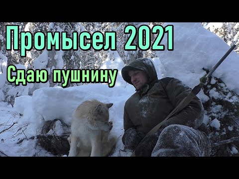 Видео: Промысел 2021. КАРАКАТ  не едет по наледи. Сдаю пушнину.