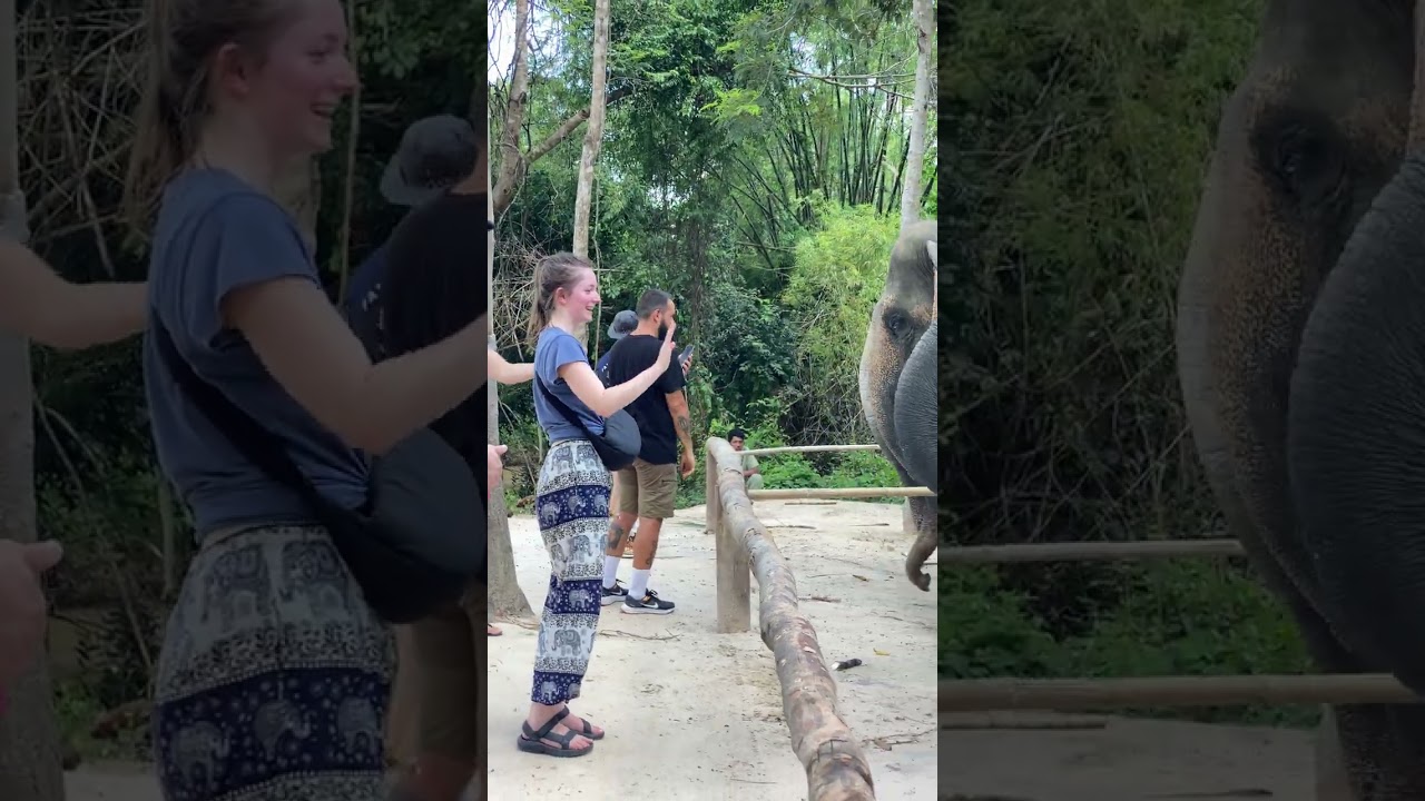 How We Rescued Elephants - From Former Tourist Attractions to Rescued Elephants - Saving Elephants -