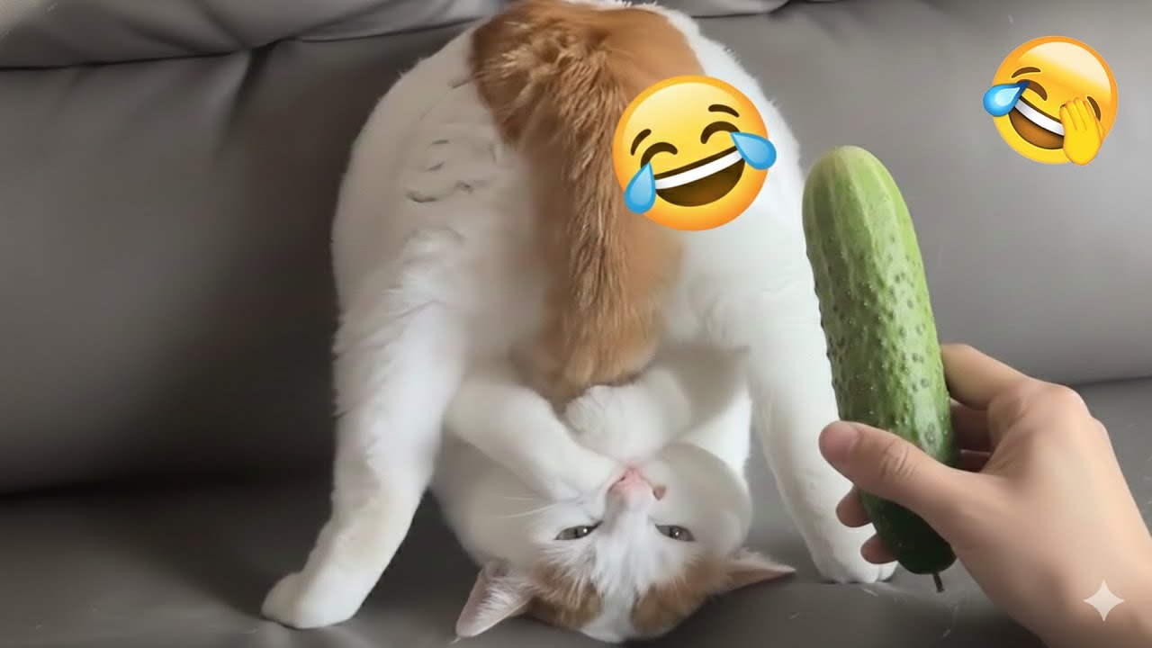You Laugh You Lose 😂Funniest Cats and Dogs 🦴😼2026 || You’ll Laugh to Tears!