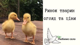 🔥Огляд Ринку Тварин!!! 💥Ціни на кури, качки, індики, нутрії, кролі! Дивитись Усім!💥#ринок