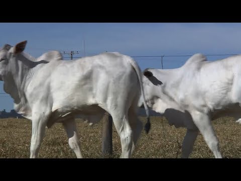 LOTE 43 (VRI 2275/VRI 2268)