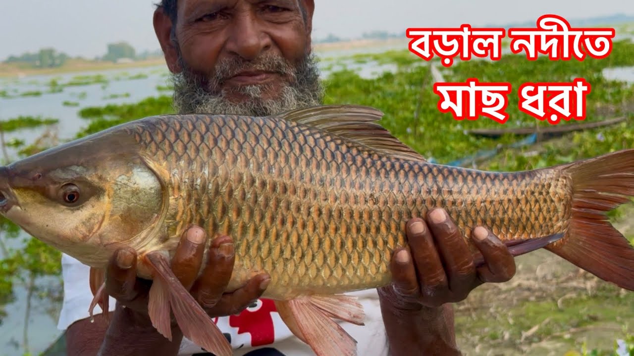 পাবনা বড়াল নদীতে রুই মাছ ধরা ।|| Fishing for Rui in the Baral River in ...