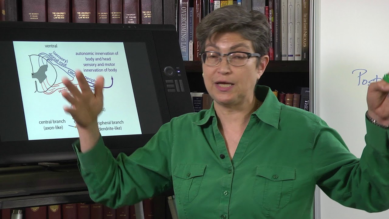 4.3 Spinal Nerves and Roots