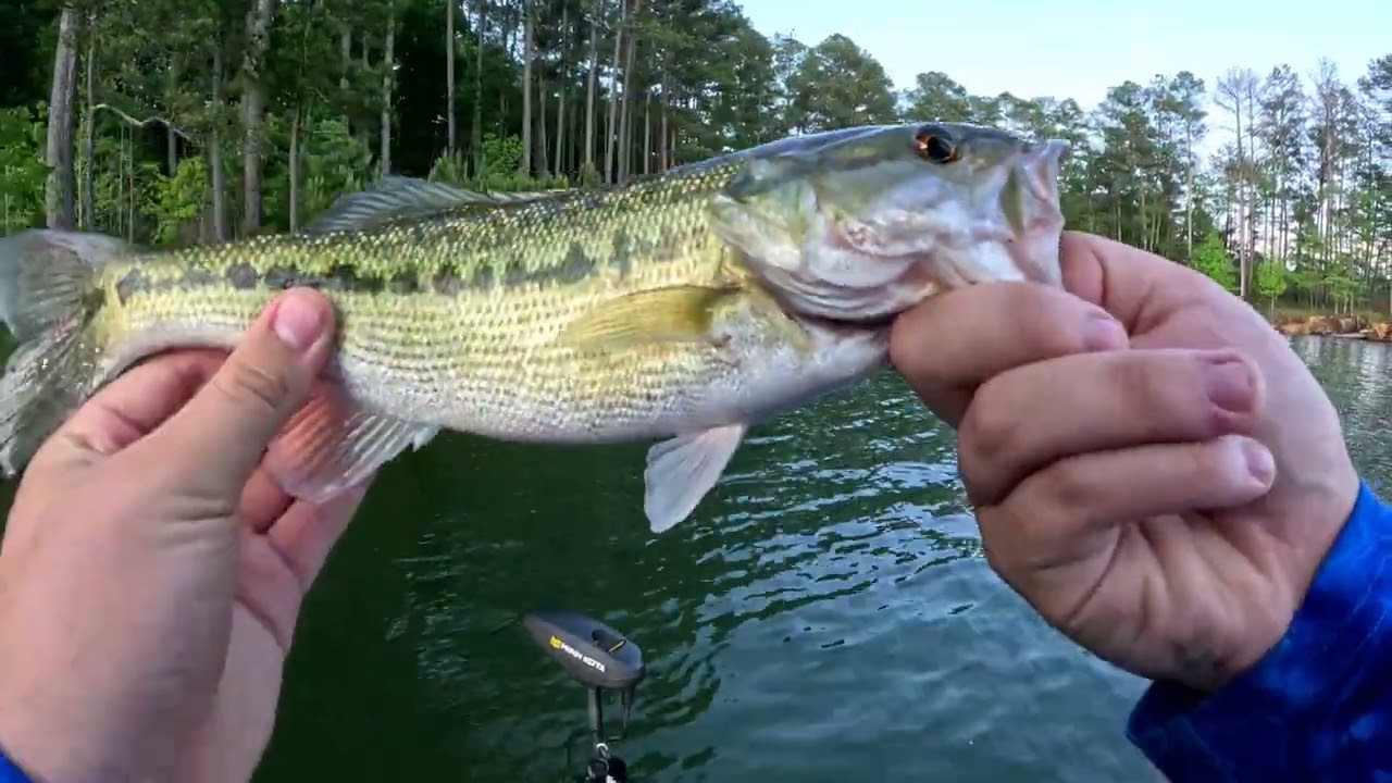 spotted bass love swimbaits