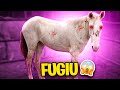 O Cavalo ZUMBI FUGIU