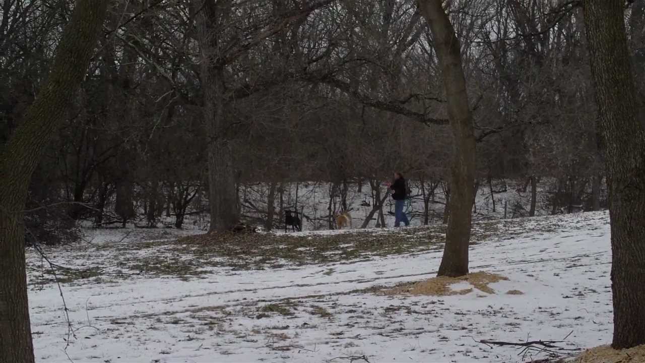 Aldens Kennels Inc. Dog Boarding Fox Lake IL. YouTube