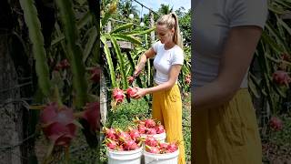 A young female farmer harvesting ripe dragon fruits in a lush tropical