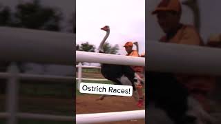 Weird Animal Races That Are Not the Kentucky Derby