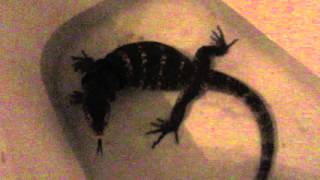 How To Measure Your Lizard.