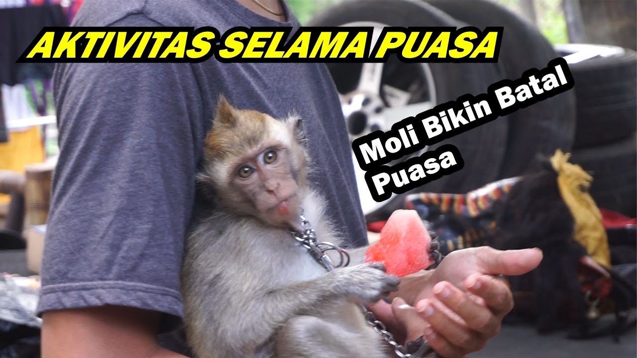 BATAL PUASA GARA-GARA MOLI || Dari Sahur Sampai Buka Ngapain aja??