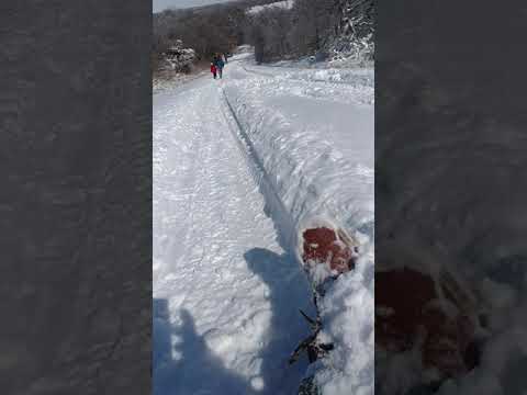 SLEDDING DOWN GRASSHOPPER