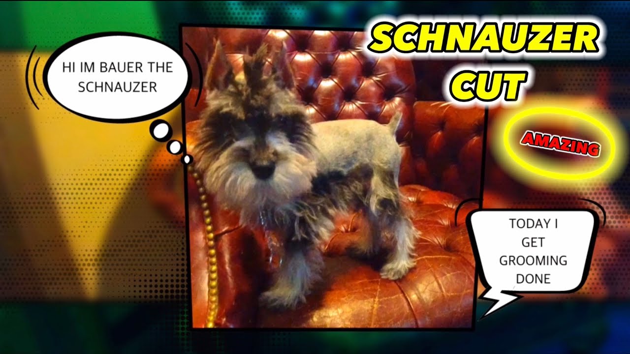 Miniature Schnauzer Puppy Grooming and Bath....Happy Puppy! YouTube