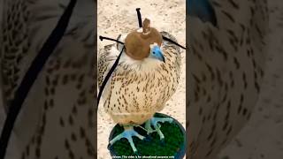 Why Do They Cover The Eyes Of A Falcon Squirrel Facts