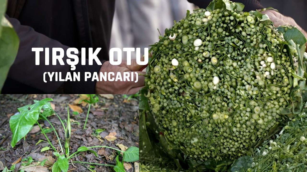 Tırşık Otu Nedir? Zehirli mi, Nasıl Kullanılır? #belgesel #tarif #lezzetlitarif