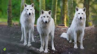 Kurtları Tanıyalım