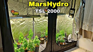 PHOTOPERIOD CLONE UPDATE | GROW ROOM ( 240X120X200 TENT ) MARSHYDRO TSL 2000 LED QUANTUM BOARD