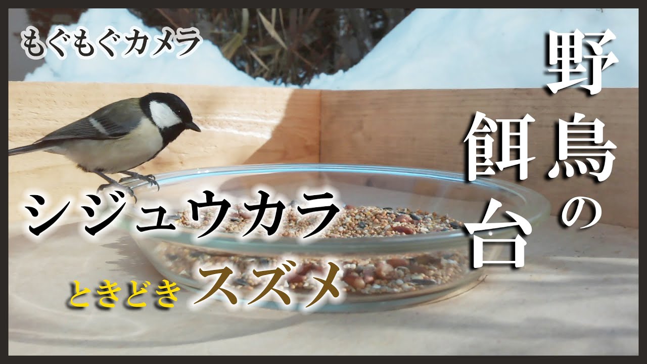 野鳥の餌台 シジュウカラ スズメ 野鳥観察 鳴き声 さえずり ライブカメラ 22 04 01 Youtube