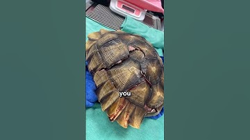 Every turtle shell deserves a second chance ❤️ Ig : @Doc.javet77