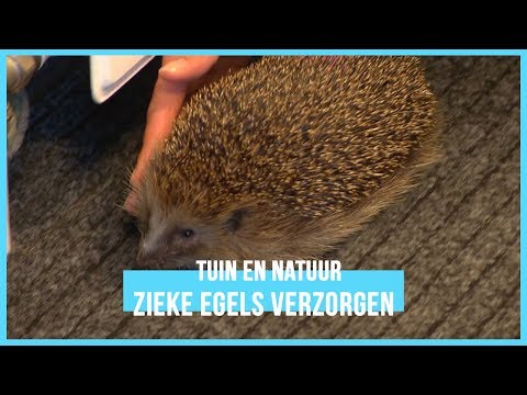 Video: Kan Een Egel Thuis Worden Gehouden?