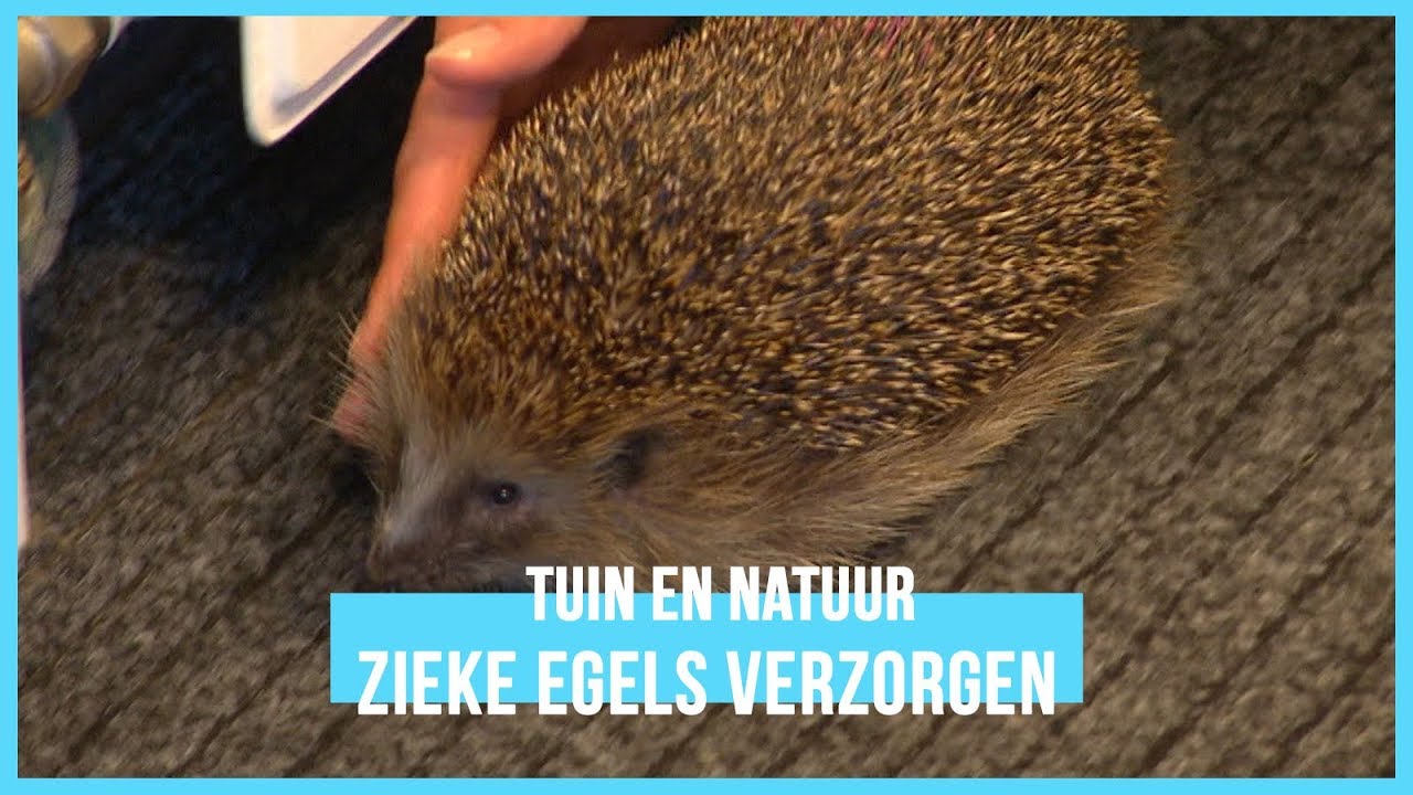 Hoe verzorg je zieke egels? | BinnensteBuiten - YouTube