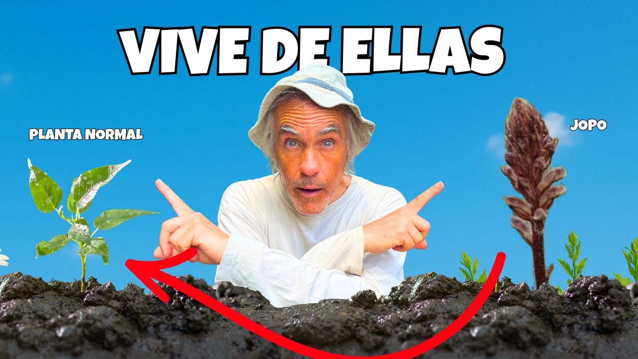 El jopo: la planta parásita más increíble de la naturaleza 😳🌿