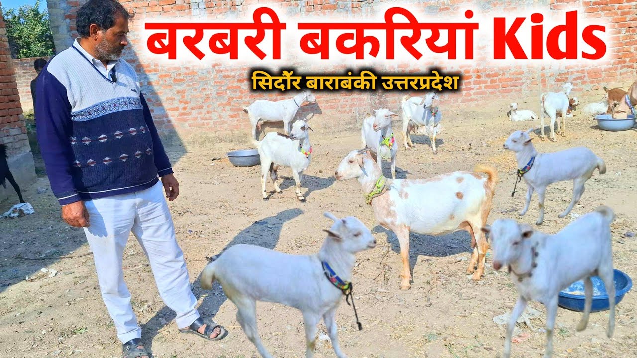 सलमान भाई के पास शानदार बरबरी बकरियां |Barbari Goats |Barabanki goat farm |Goat Farm 