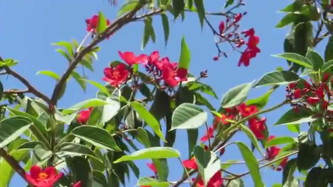 Кустарник в израиле