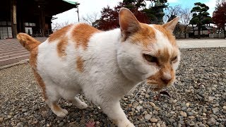 本堂で暮らす老猫がお寺を案内してくれた