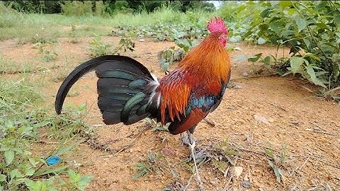 Noob​ qaib​ dib​ 25/5/2025