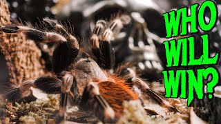 I Built a GOTH ENCLOSURE for my ANGRY Tarantula!