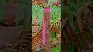 38353 Laurelwood Rd video tour